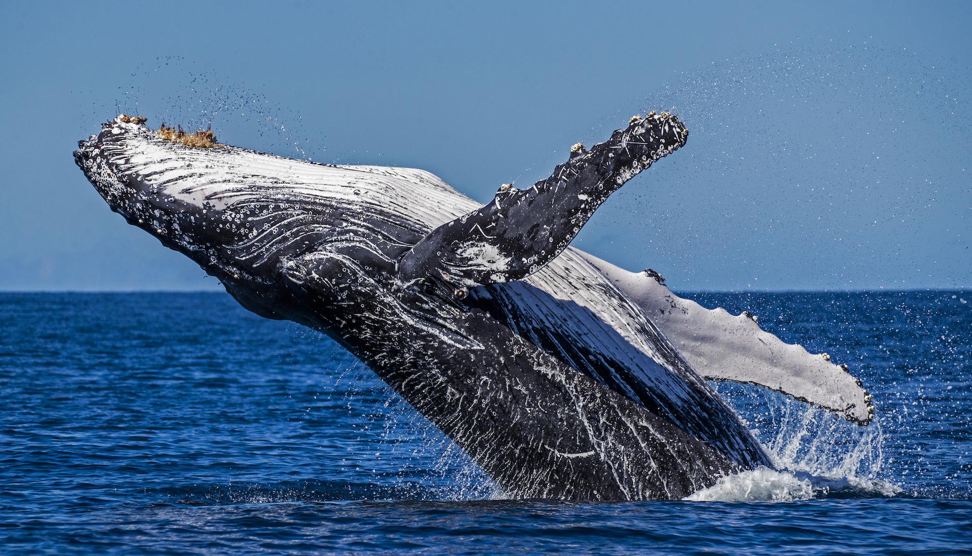 Greenpeace Oceanos - 3