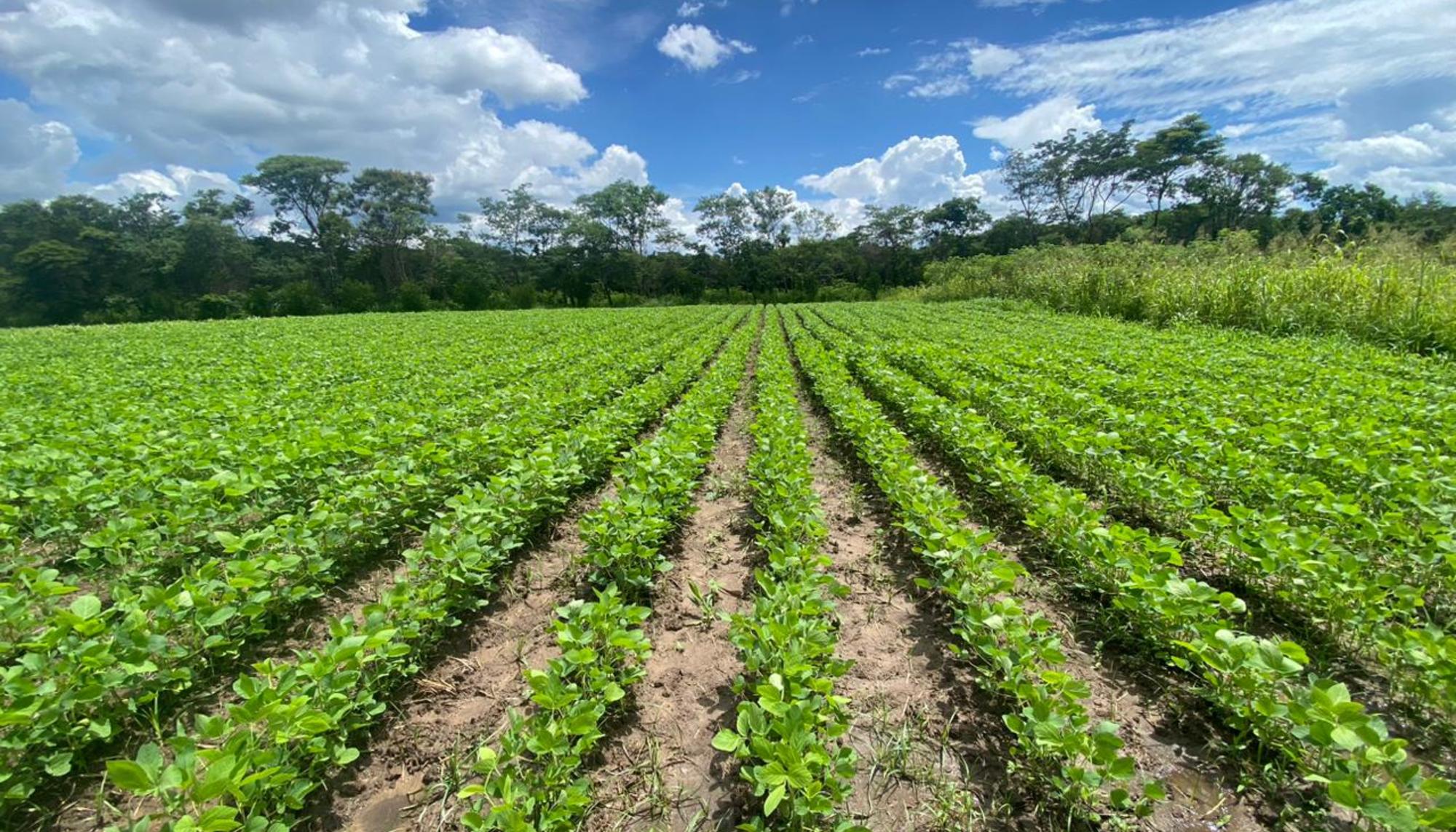 Soja agroecológica para consumo humano en Bolivia.