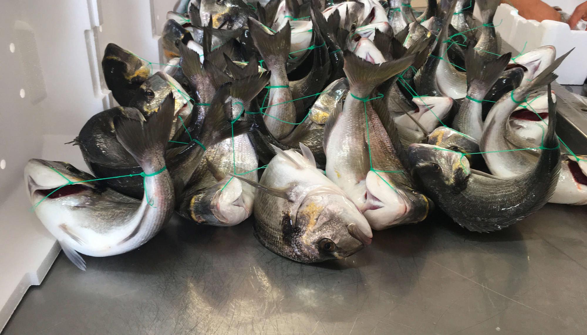 Peces atados por las branquias